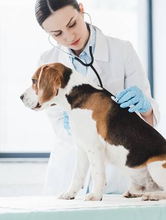 snip veterinary clinic